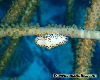 La monnaie caraïbe à ocelles (Cyphoma gibbosum)