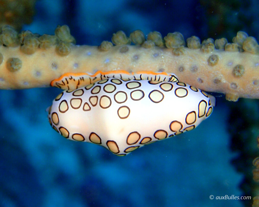 Un 'escargot' de mer : la monnaie caraïbes à ocelles avec aux motifs sublimes