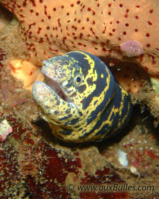 La murène à gueule pavée se caractérise par sa tête marbrée de jaune !