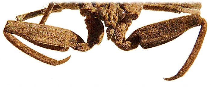 Zoom sur les pattes antérieures de la nèpe ou scorpion d'eau
