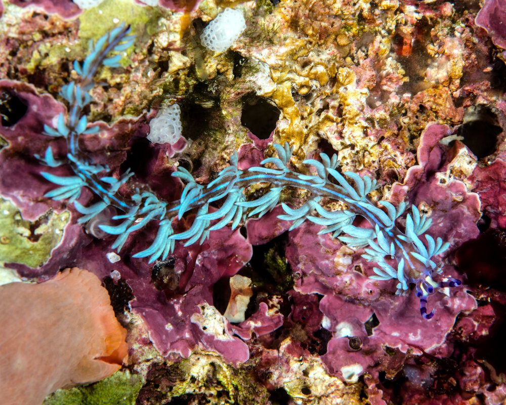 Le nudibranche dragon bleu (Pteraeolidia semperi)