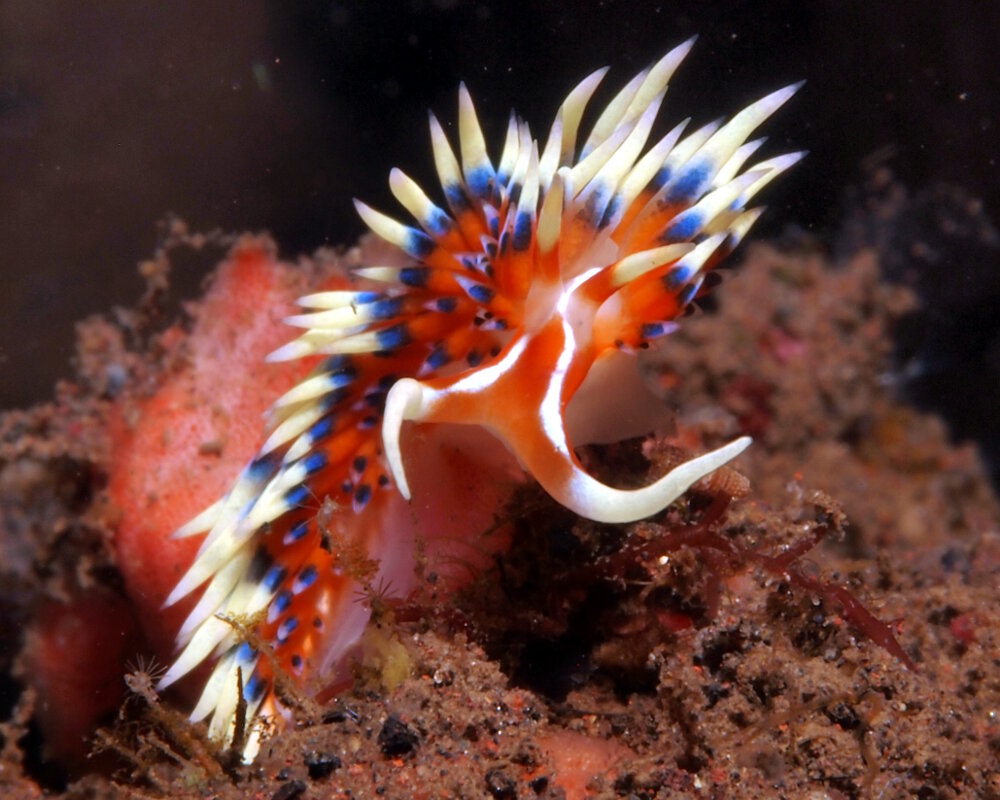 Le nudibranche indien (Caloria indica) Le nudibranche indien (Caloria indica)