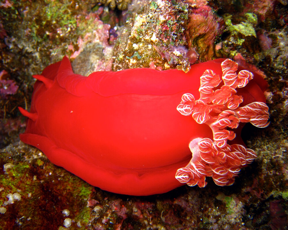 La danseuse espagnole (Hexabranchus sanguineus)