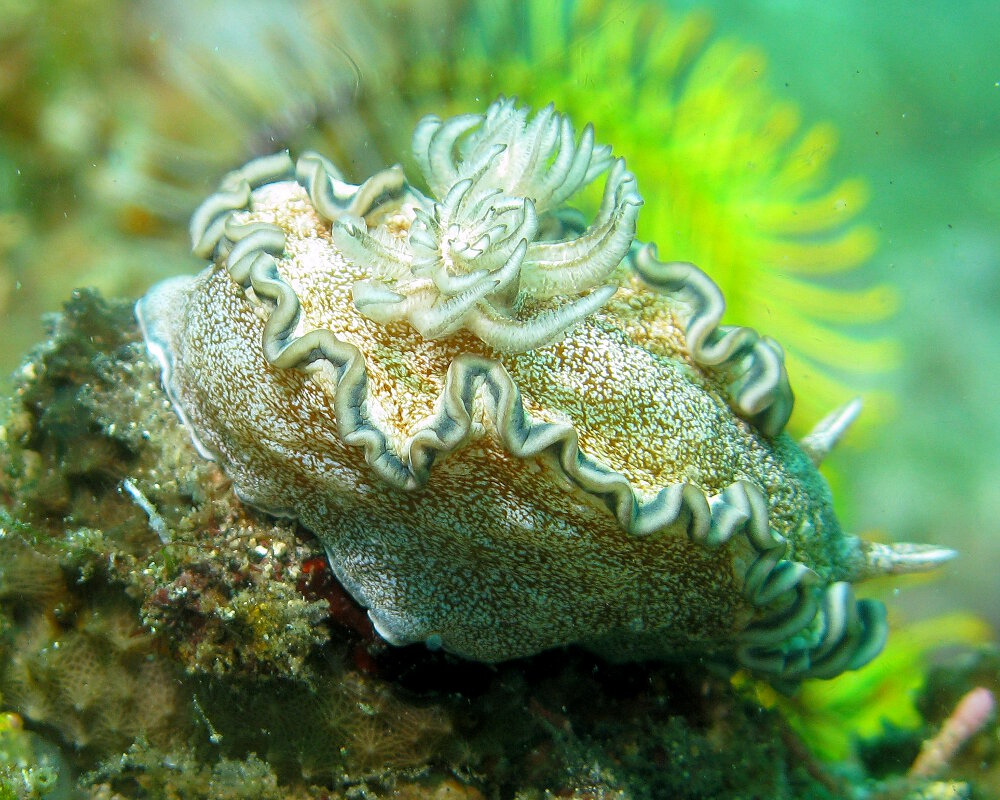 Le doris à liseré brun (Glossodoris hikuerensis) Le doris à liseré brun (Glossodoris hikuerensis)