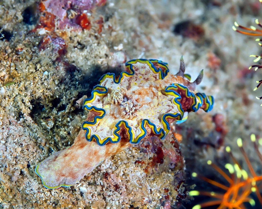 Le doris à liseré (Glossodoris cincta) Le doris à liseré (Glossodoris cincta)