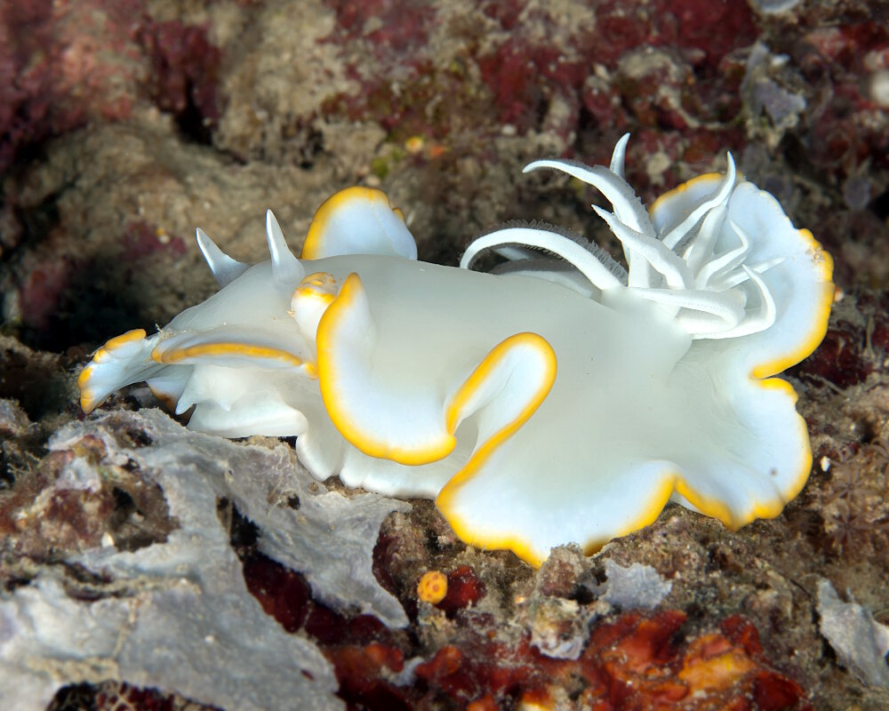 Le doris héron (Ardeadoris egretta) Le doris héron (Ardeadoris egretta)