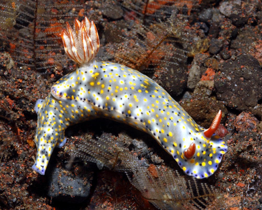 Le doris kanga (Hypselodoris kanga) Le doris kanga (Hypselodoris kanga)