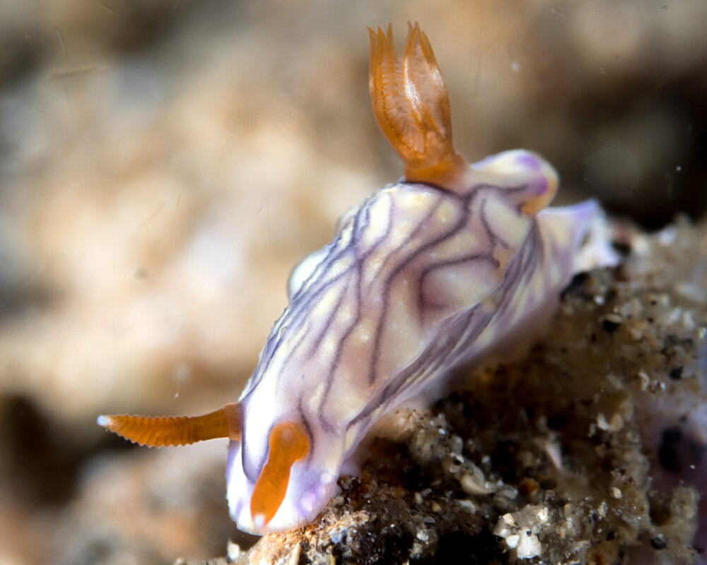 Le doris zéphyr (Hypselodoris zephyra)