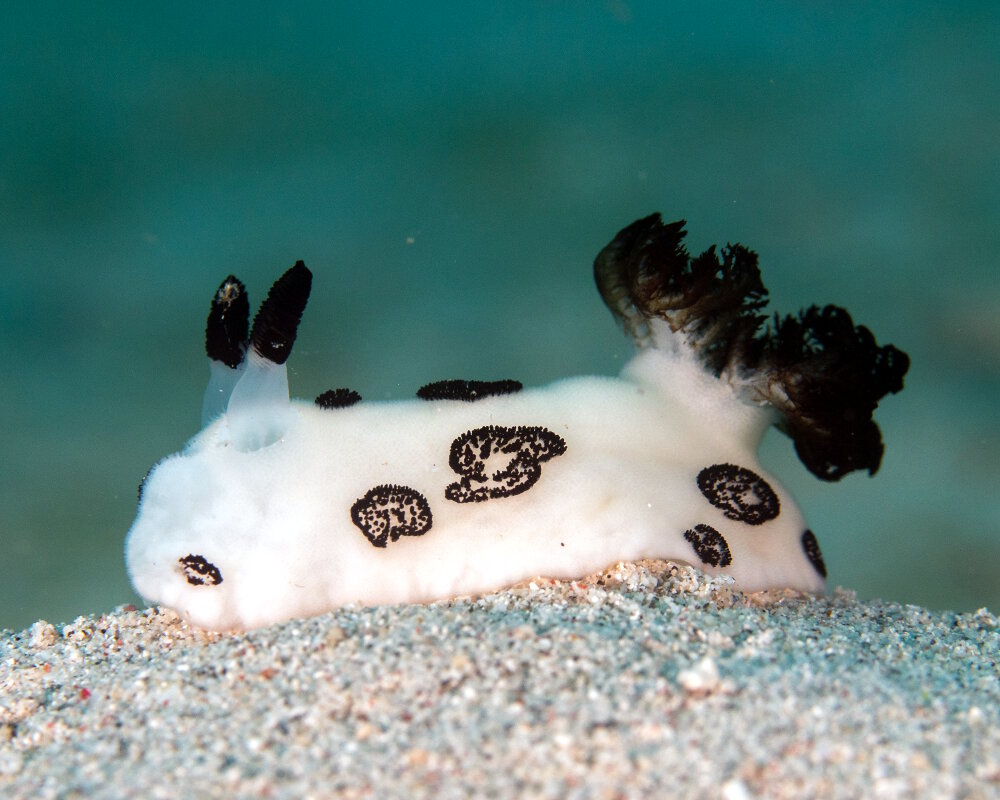 La jorunna funèbre (Jorunna funebris) La jorunna funèbre (Jorunna funebris)