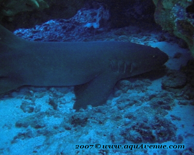 Le requin nourrice (Ginglymostoma cirratum) Le requin nourrice (Ginglymostoma cirratum)