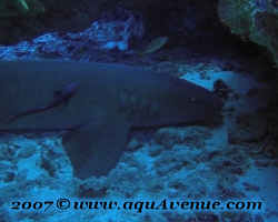 Le requin nourrice (Ginglymostoma cirratum) Le requin nourrice (Ginglymostoma cirratum)