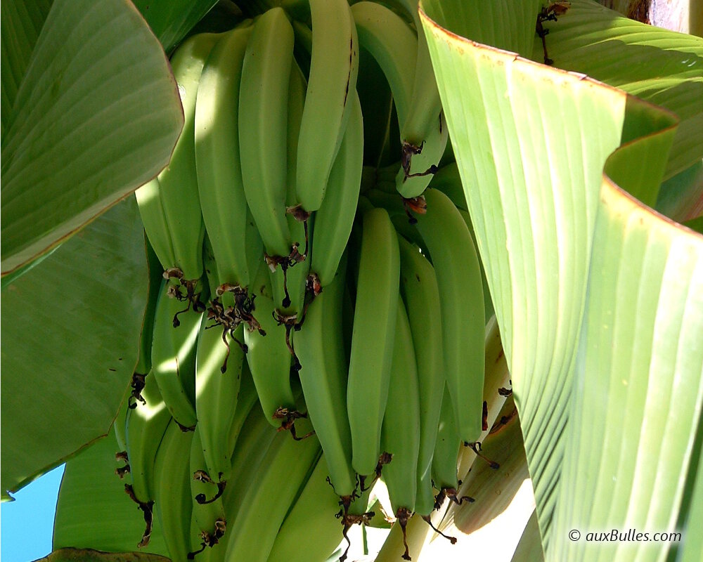 Un bananier avec son régime de bananes encore vertes