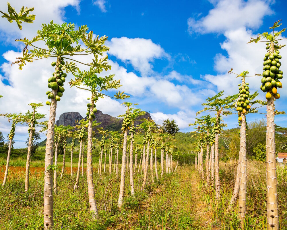 Une plantation de jeunes papayers sur l'île de Tubuai avec le mont Taitaa en arrière-plan Une plantation de jeunes papayers sur l'île de Tubuai avec le mont Taitaa en arrière-plan