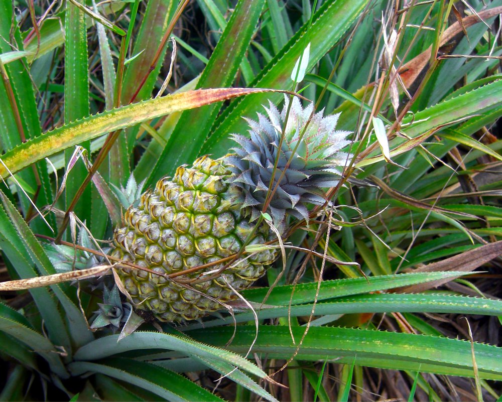 Sur l'ile de Moorea seule variété d'ananas dénommée « Queen Tahiti » est cultivée Sur l'ile de Moorea seule variété d'ananas dénommée « Queen Tahiti » est cultivée