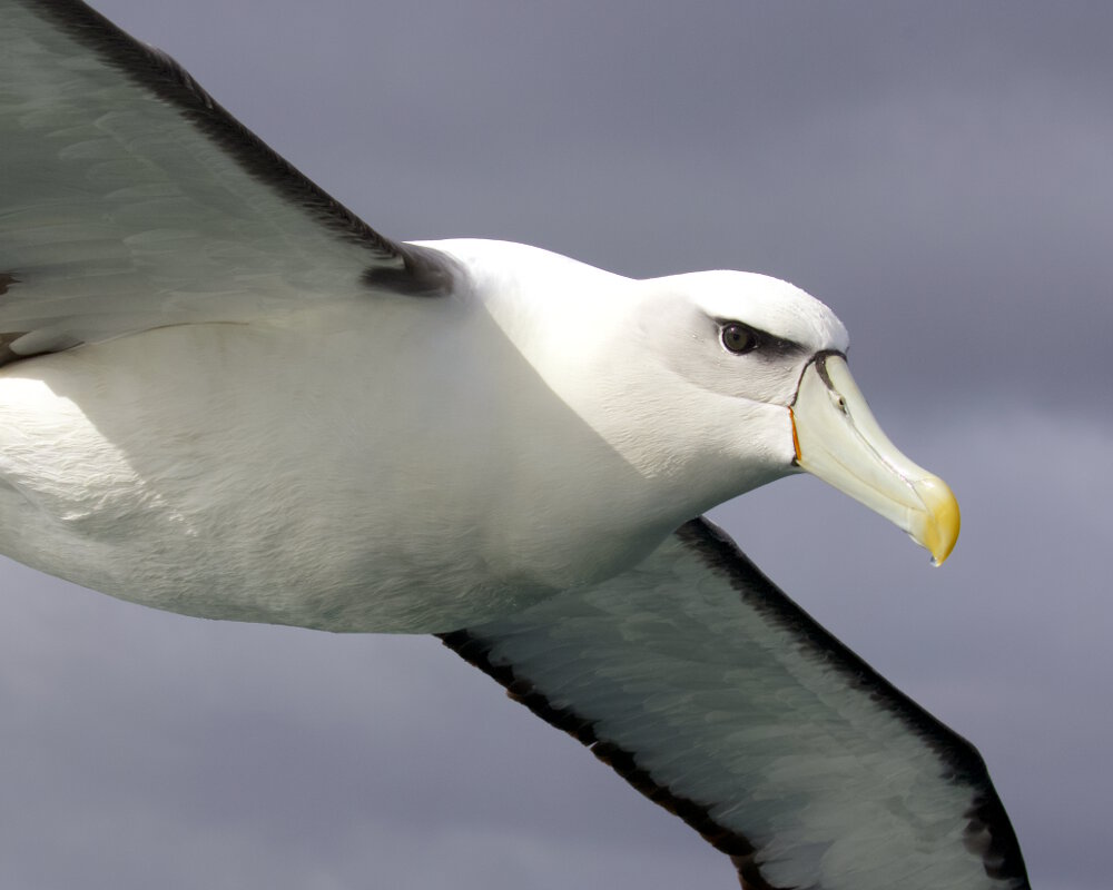 L'albatros à cape blanche (Thalassarche cauta steadi) L'albatros à cape blanche (Thalassarche cauta steadi)