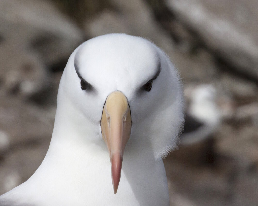 L'albatros à sourcils noirs (Thalassarche melanophris)