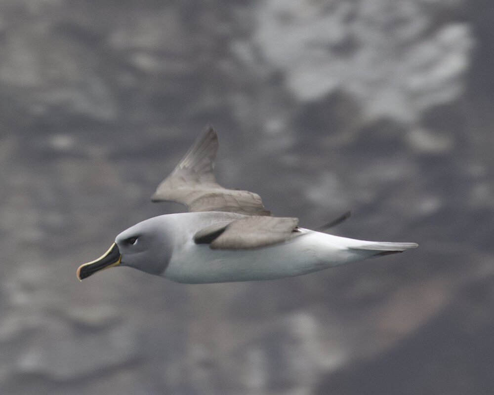 L'albatros à tête grise (Thalassarche chrysostoma)
