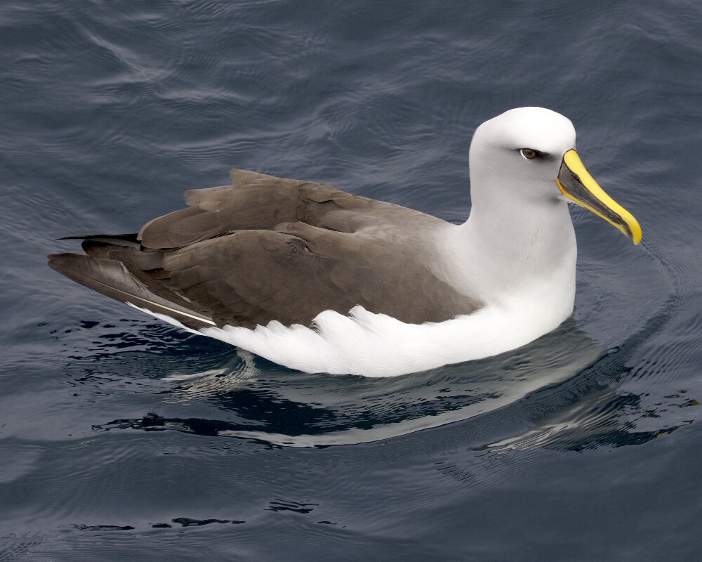 L'albatros de Buller (Thalassarche bulleri)