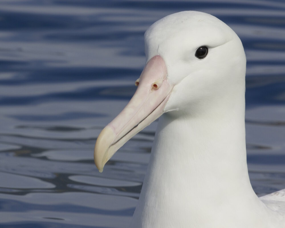 L'albatros hurleur (Diomedea exulans) L'albatros hurleur (Diomedea exulans)