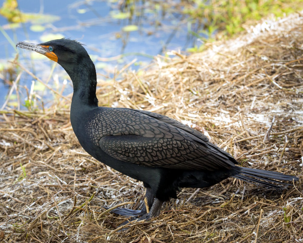 Le cormoran à aigrettes (Phalacrocorax auritus) Le cormoran à aigrettes (Phalacrocorax auritus)