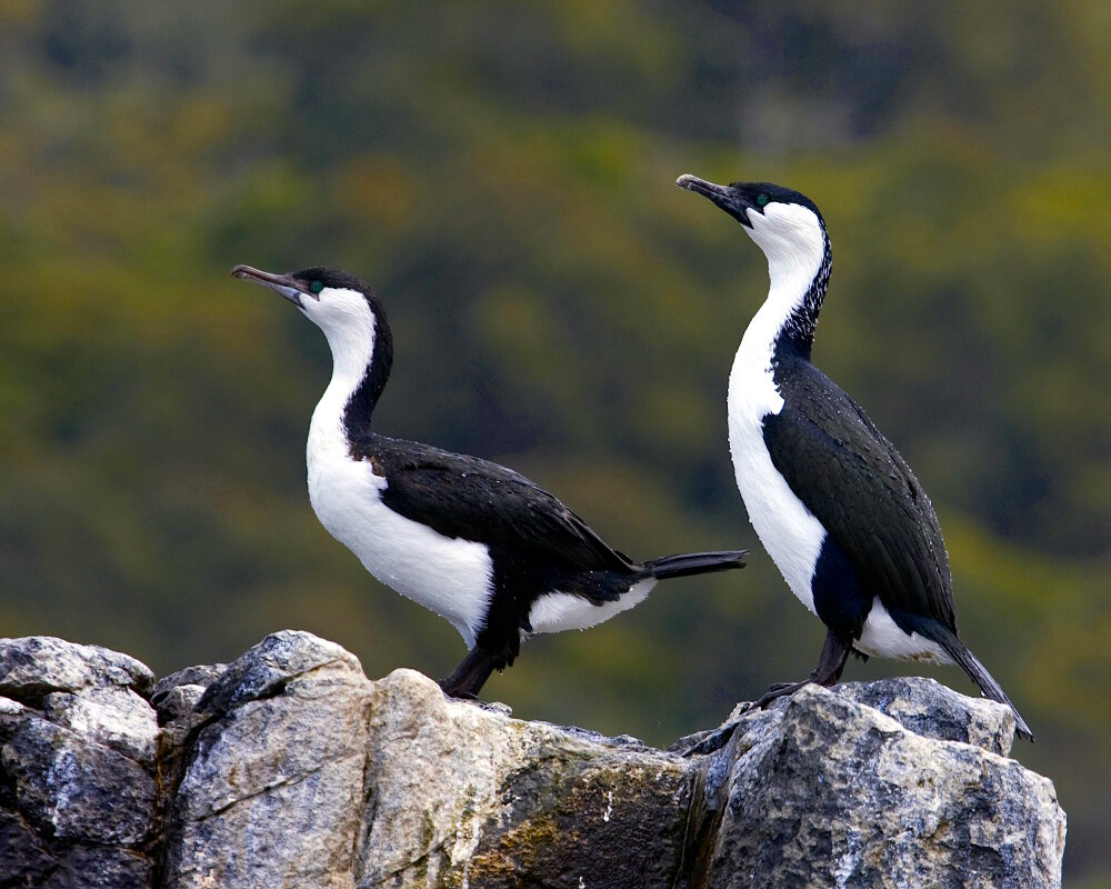 Le cormoran de Tasmanie (Phalacrocorax fuscescens) Le cormoran de Tasmanie (Phalacrocorax fuscescens)