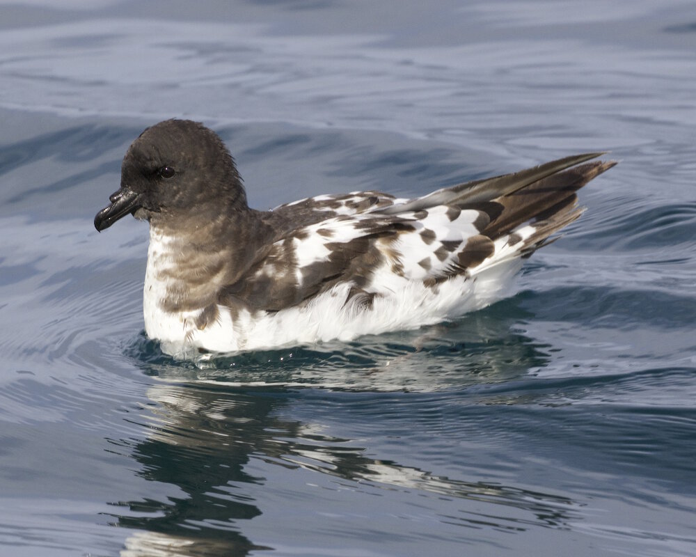 Le damier du Cap (Daption capense)