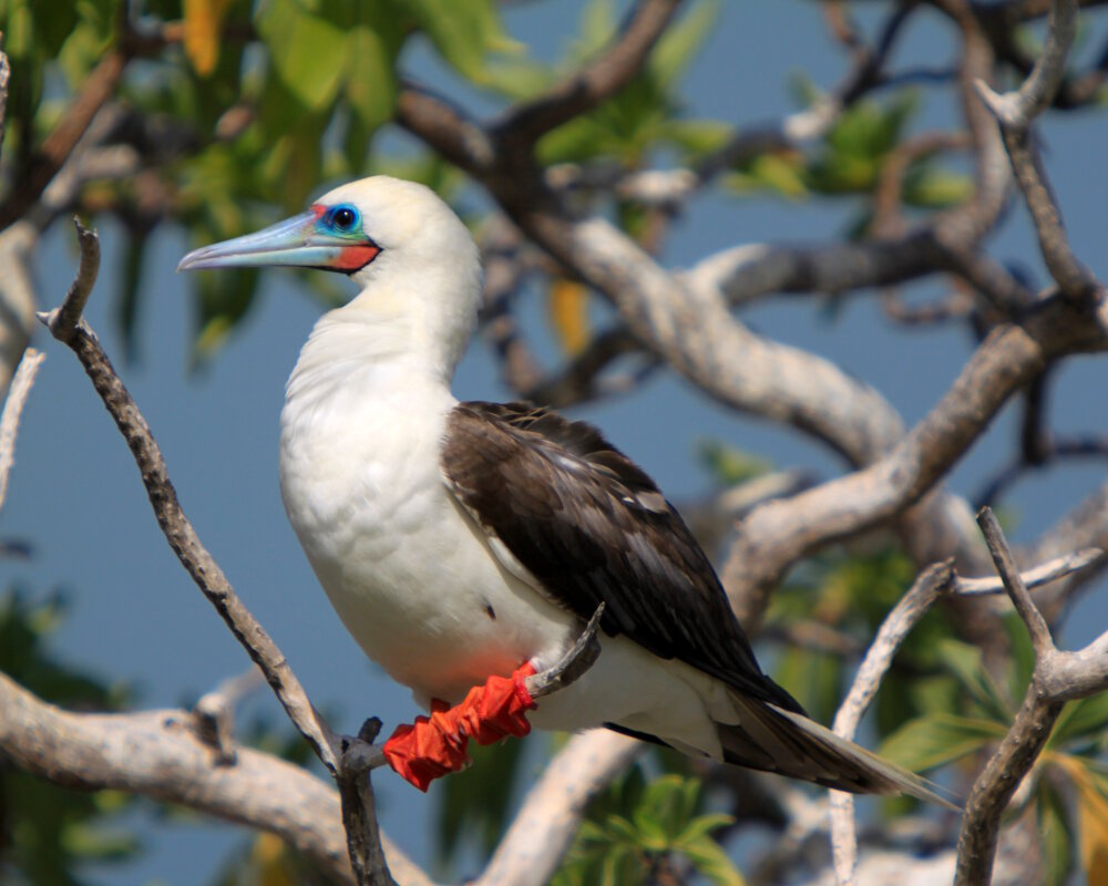 Le fou à pieds rouges est facile à identifier grâce à ses pieds de couleur rouge vif Le fou à pieds rouges est facile à identifier grâce à ses pieds de couleur rouge vif