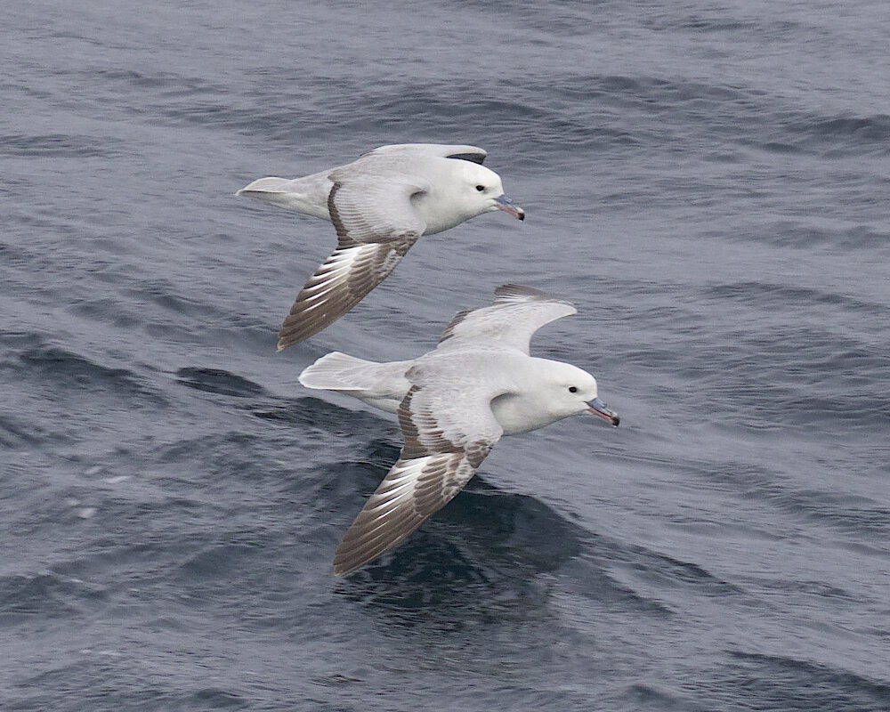Le fulmar argenté (Fulmarus glacialoides) Le fulmar argenté (Fulmarus glacialoides)