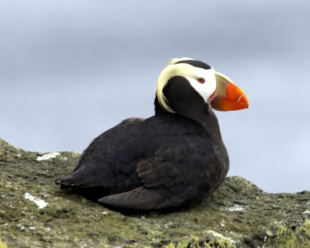Le macareux huppé (Fratercula cirrhata)