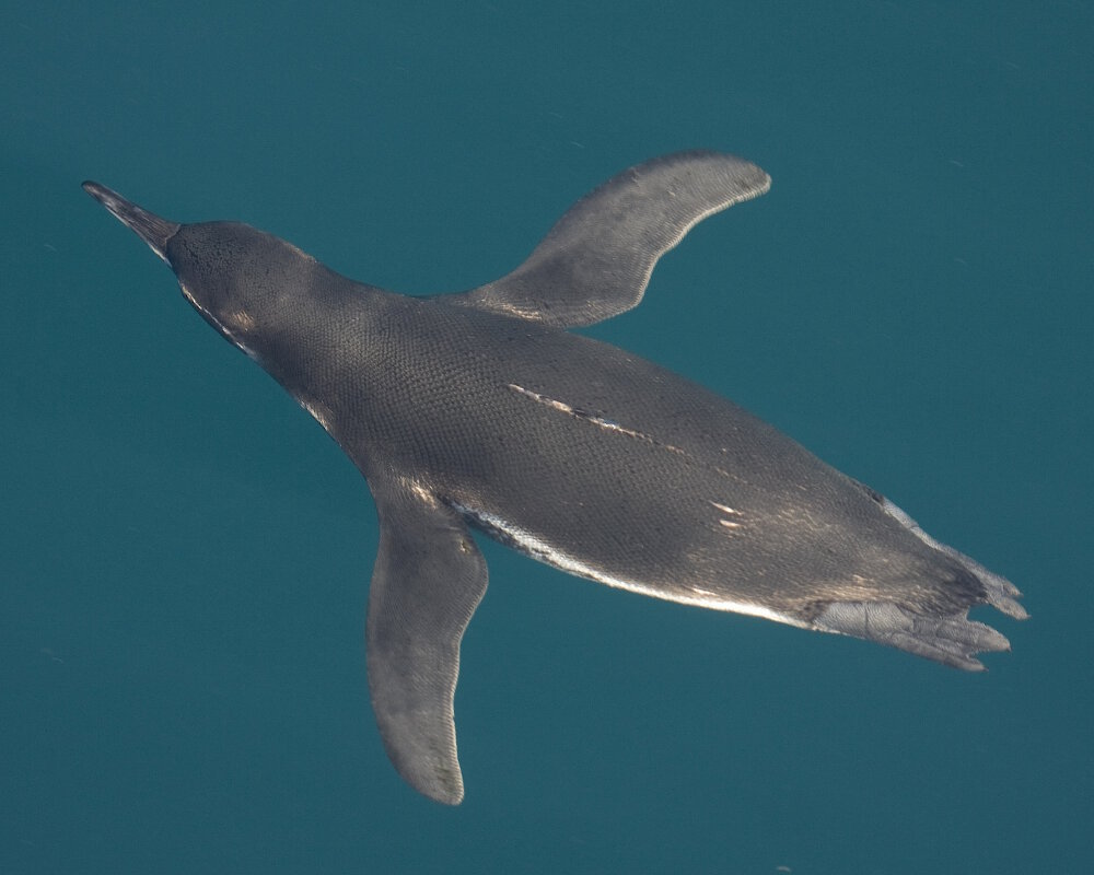 Le manchot des Galapagos (Spheniscus mendiculus)