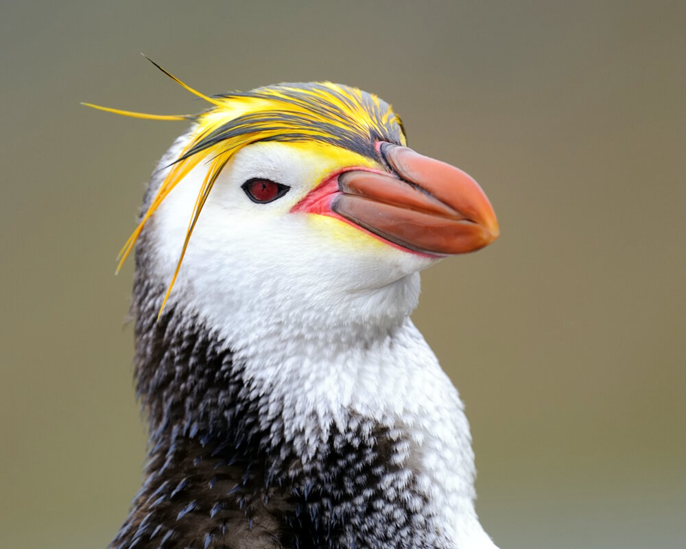 Le gorfou de Schlegel (Eudyptes schlegeli)