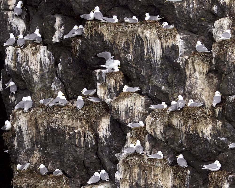 La mouette tridactyle (Rissa tridactyla)