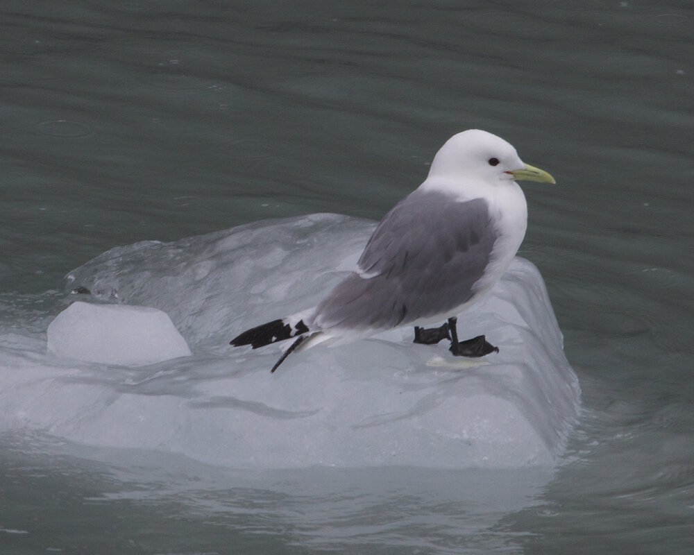 La mouette tridactyle (Rissa tridactyla)