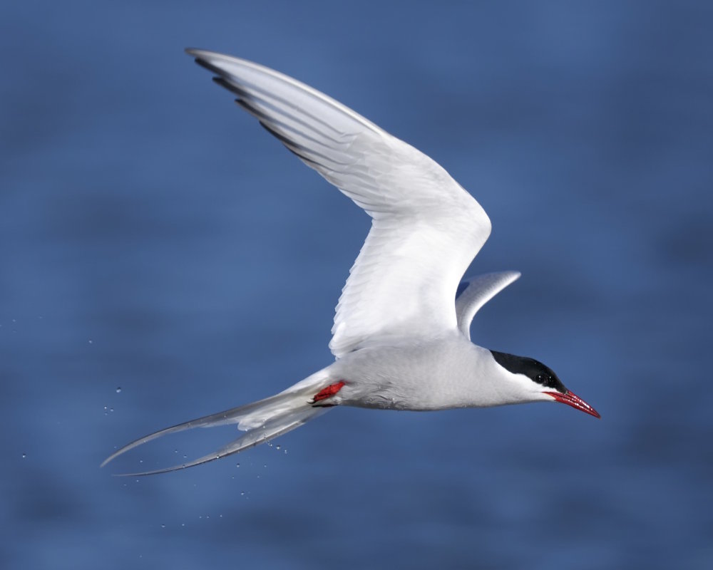 The arctic tern (Sterna paradisaea) The arctic tern (Sterna paradisaea)