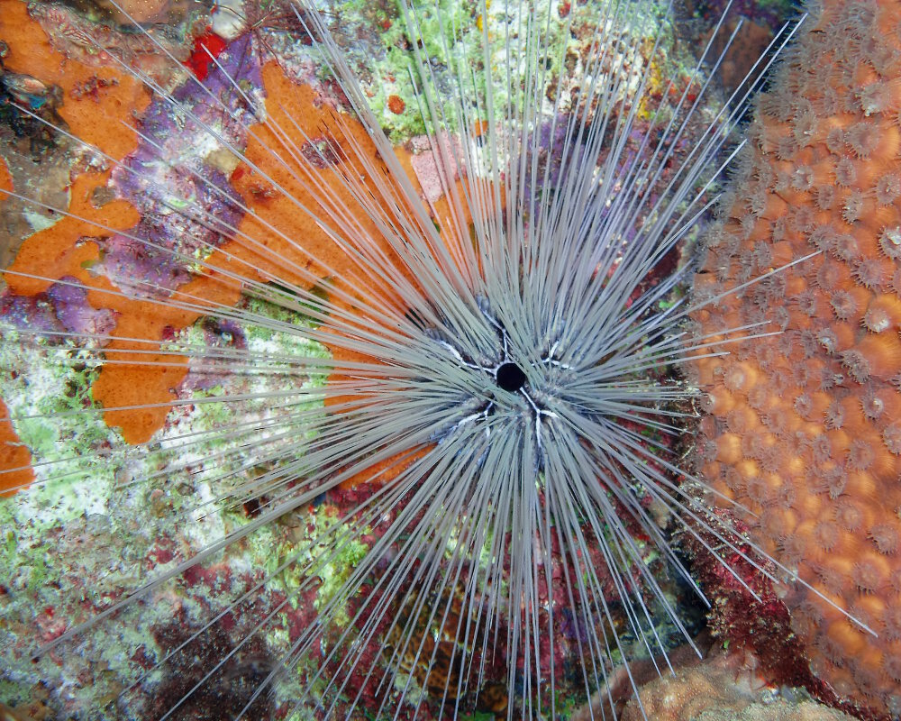 L'oursin diadème des Antilles (Diadema antillarum)