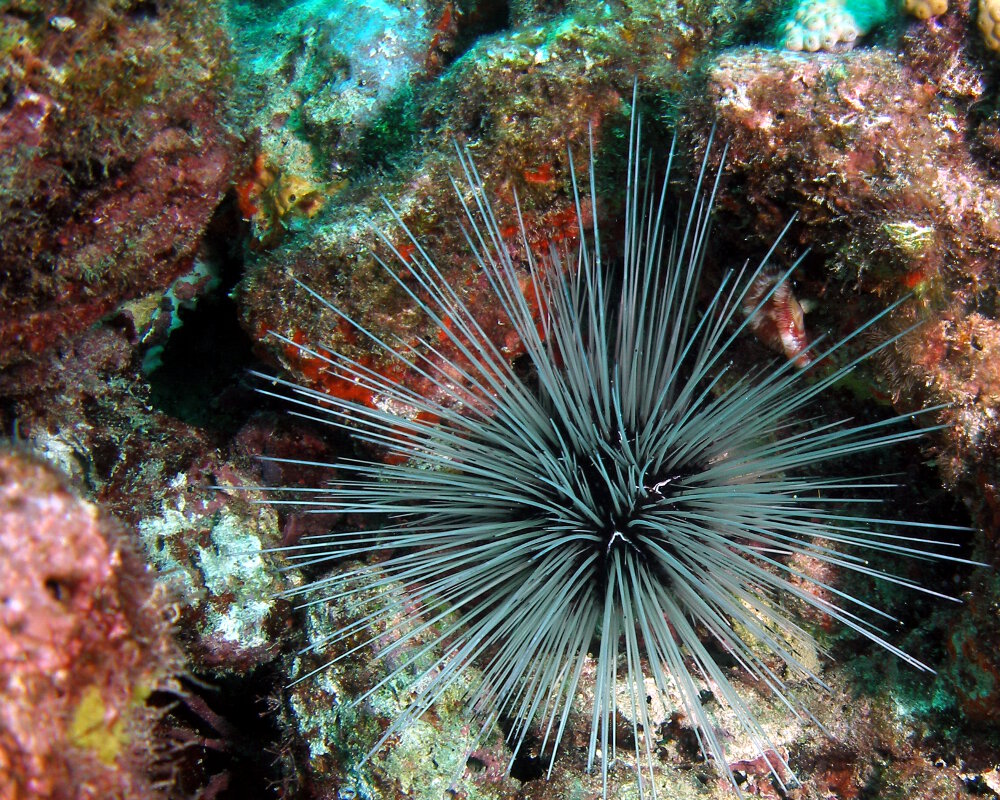L'oursin diadème des Antilles (Diadema antillarum)