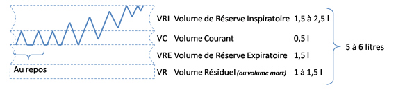Le soufflet pulmonaire Le soufflet pulmonaire