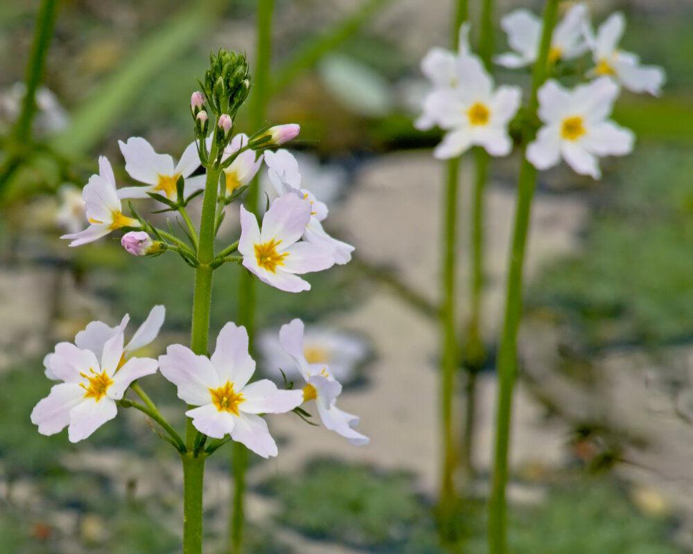 Les épis de fleurs blanches de l'hottonie des marais émergent au-dessus de l'eau Les épis de fleurs blanches de l'hottonie des marais émergent au-dessus de l'eau