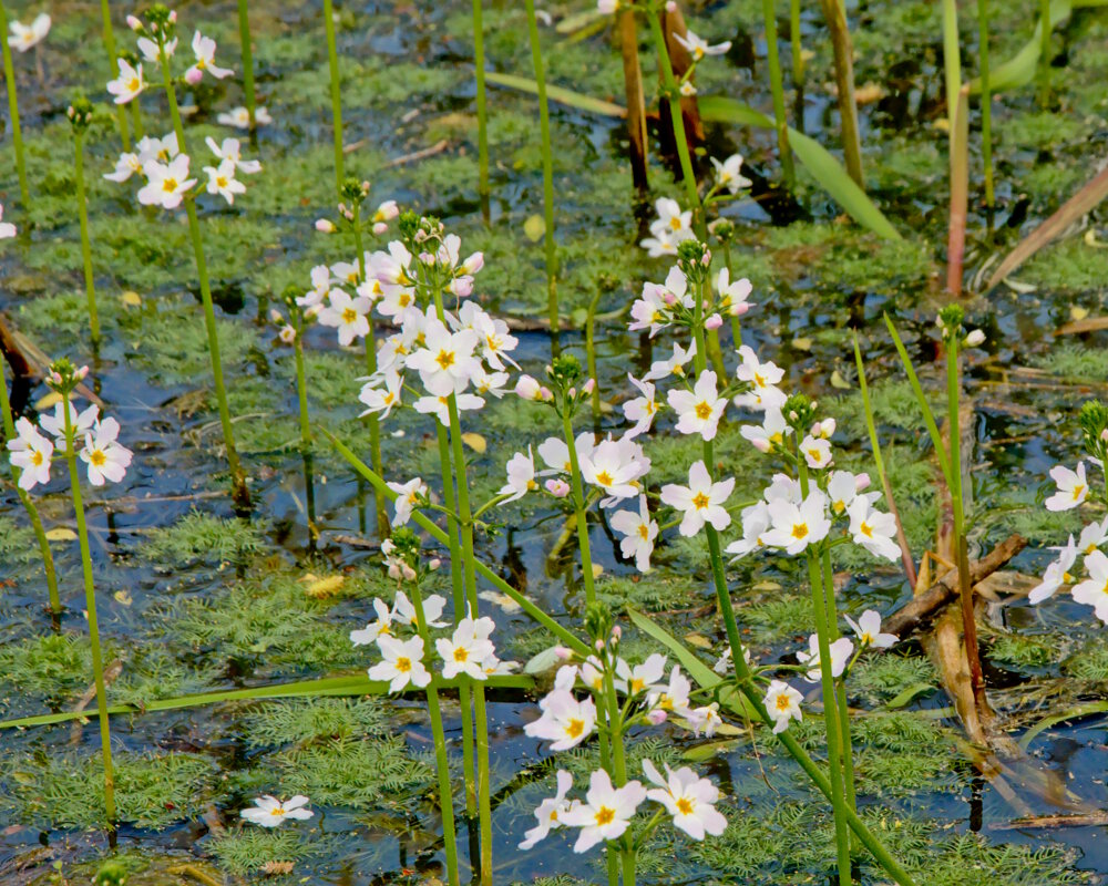 L'hottonie des marais joue un rôle important dans les écosystèmes aquatiques L'hottonie des marais joue un rôle important dans les écosystèmes aquatiques