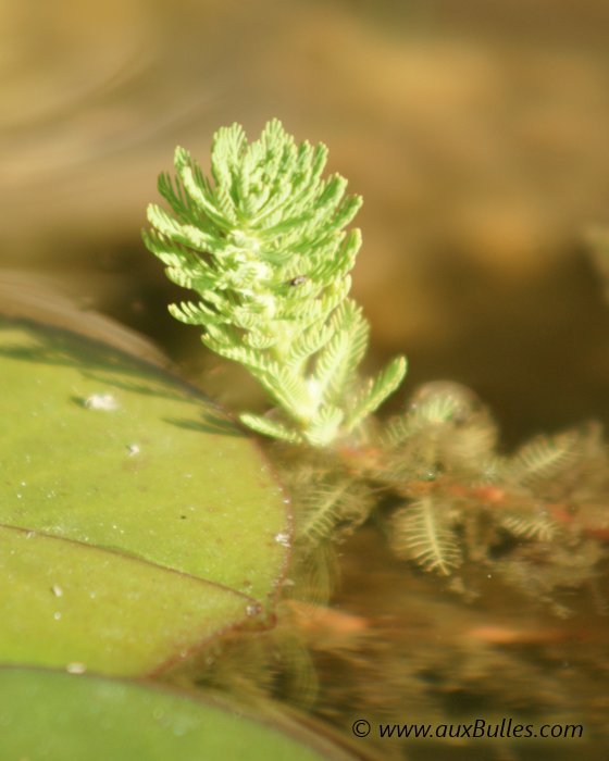 Les plantes aquatiques oxygénantes avec le myriophylle
