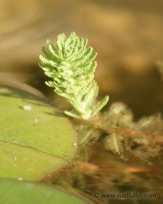 Les plantes aquatiques oxygénantes avec le myriophylle Les plantes aquatiques oxygénantes avec le myriophylle