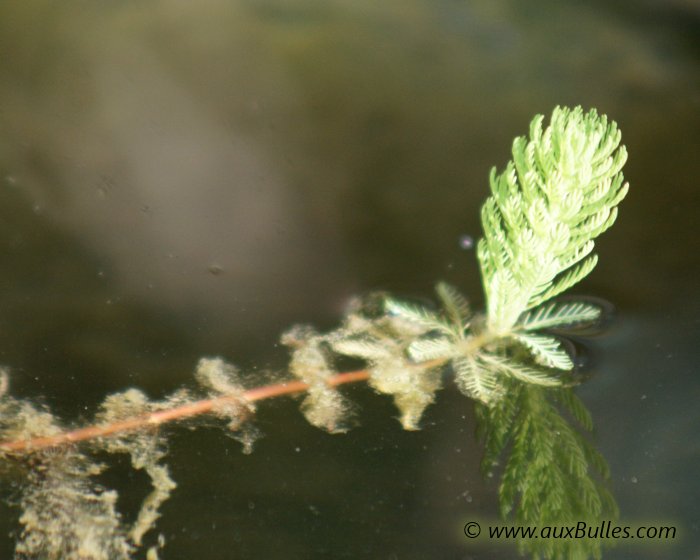 Une tige du myriophylle émerge partiellement de l'eau Une tige du myriophylle émerge partiellement de l'eau