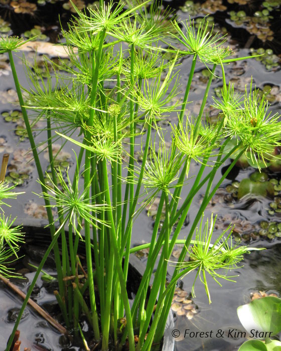 Bassin de jardin, les plantes aquatiques, le papyrus