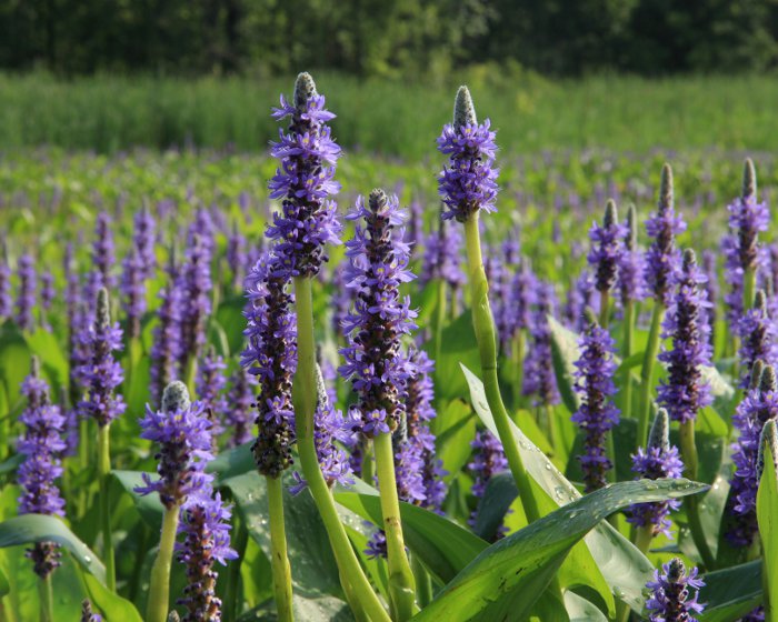 La pontédérie apporte de la hauteur, du volume avec son feuillage vert abondant et une touche de couleur bleu violacée dans votre bassin de jardin !