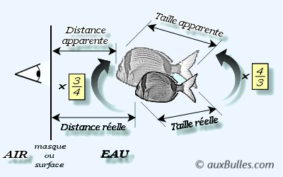La vision en plongée sous-marine La vision en plongée sous-marine