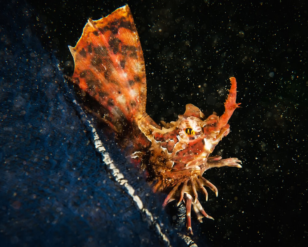 L'agone à quatre cornes (Hypsagonus quadricornis) L'agone à quatre cornes (Hypsagonus quadricornis)