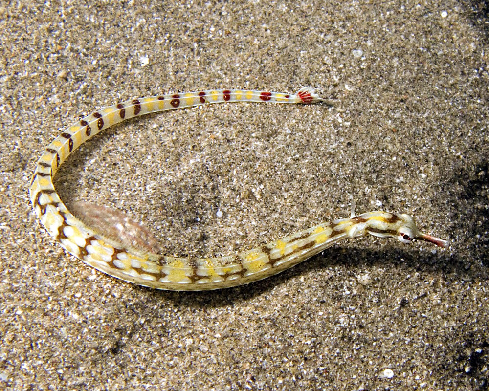 Le syngnathe à tête de dragon (Corythoichthys haematopterus) Le syngnathe à tête de dragon (Corythoichthys haematopterus)