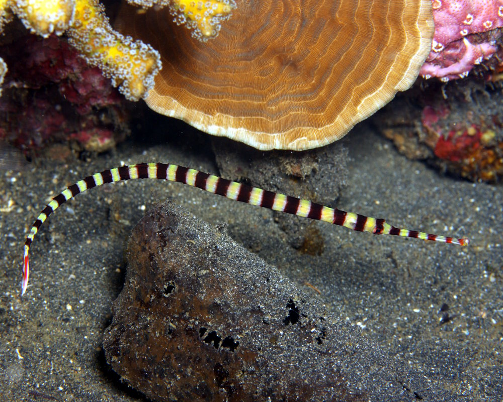 Le syngnathe zébré (Dunckerocampus dactyliophorus)