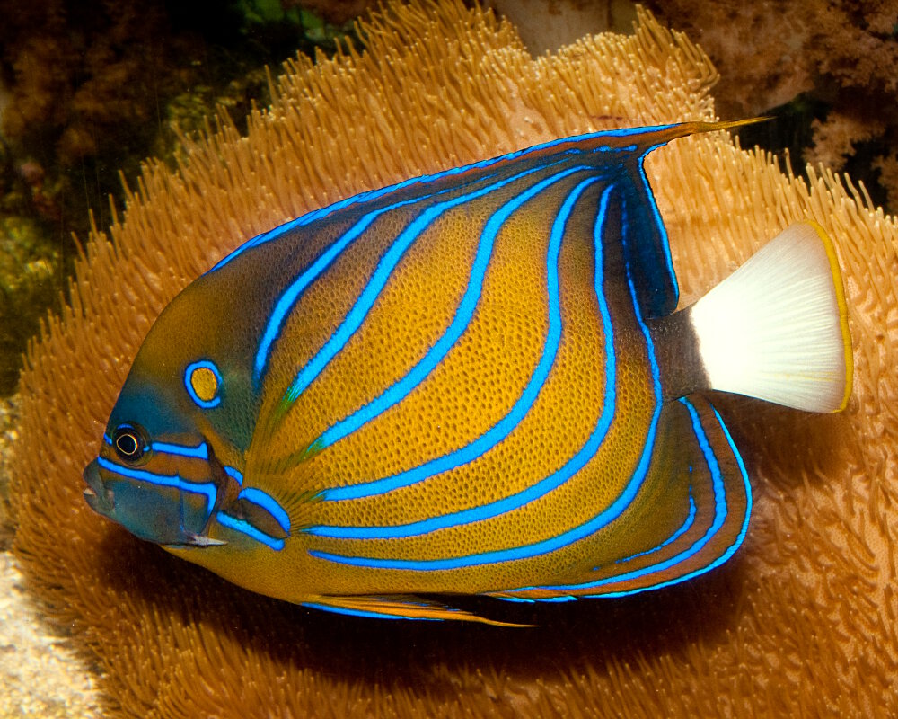 The bluering angelfish (Pomacanthus annularis)