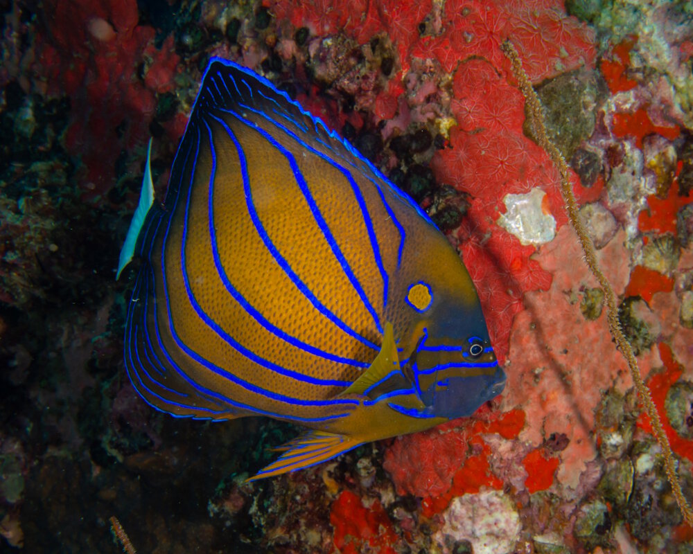The bluering angelfish (Pomacanthus annularis)